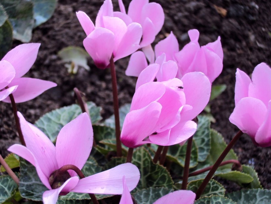 Cyclamen confusum