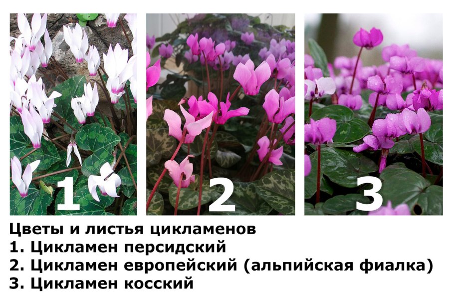 Аксель Бакунц Альпийская фиалка
