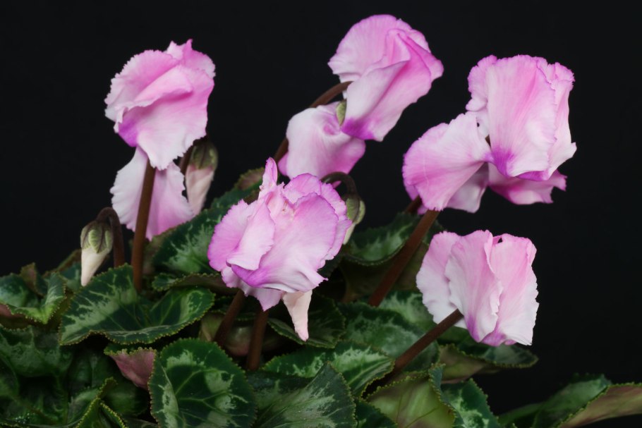 Цикламен hederifolium neapolitanum