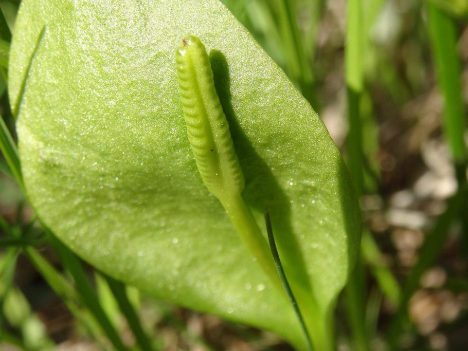 Гроздовник многораздельный Botrychium multifidum (s. g. Gmel) Rupr.