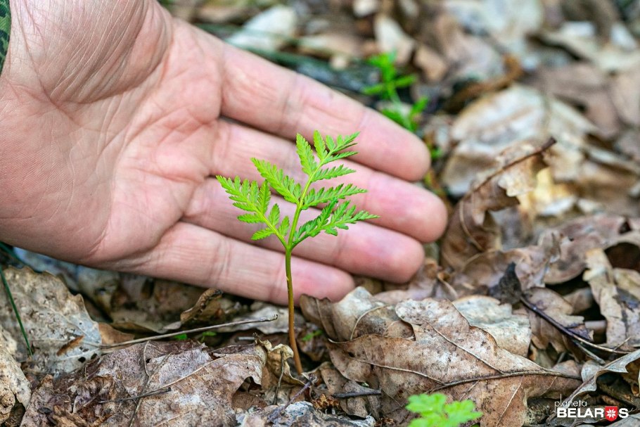 Botrychium virginianum