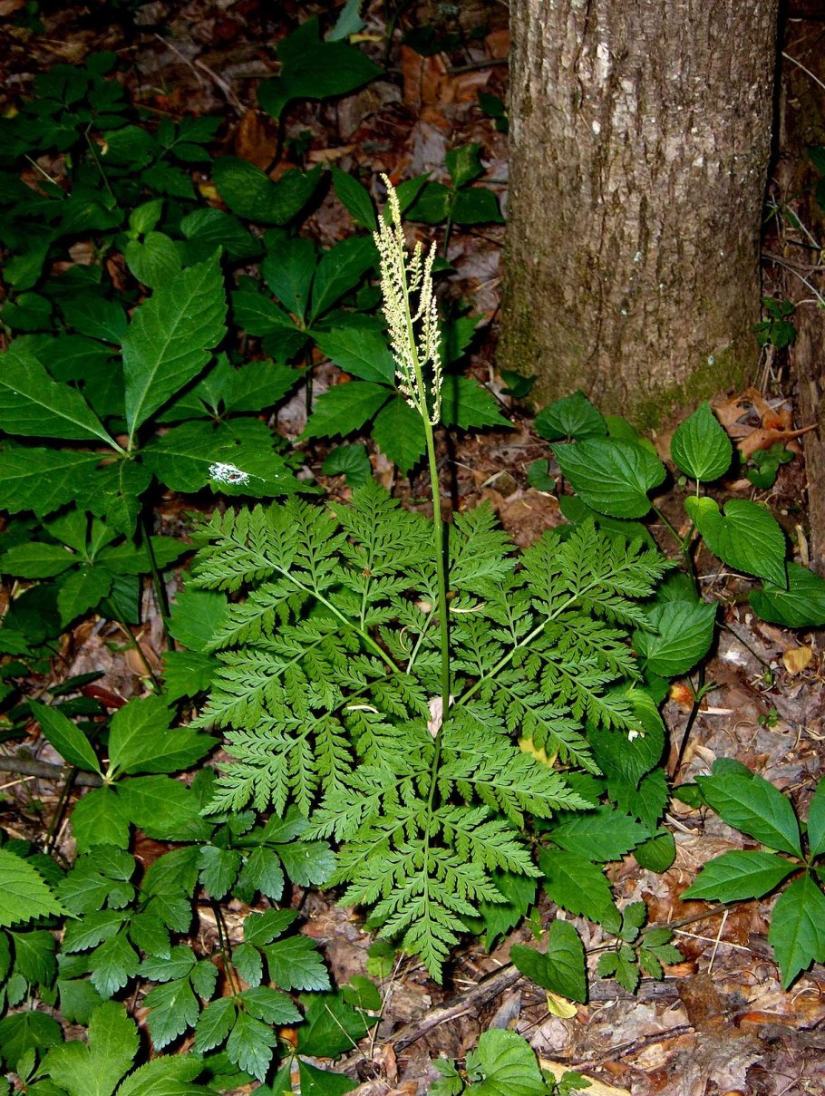 Rorippa palustris