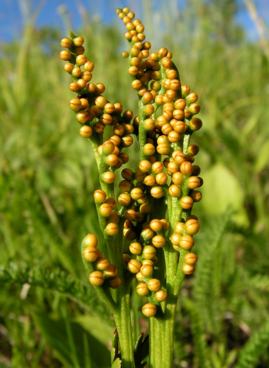 Botrychium Lunaria