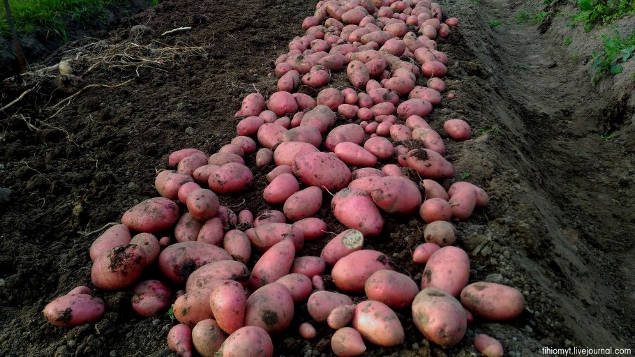 Картофель- Беллароза, Коломбо, ред Скарлет