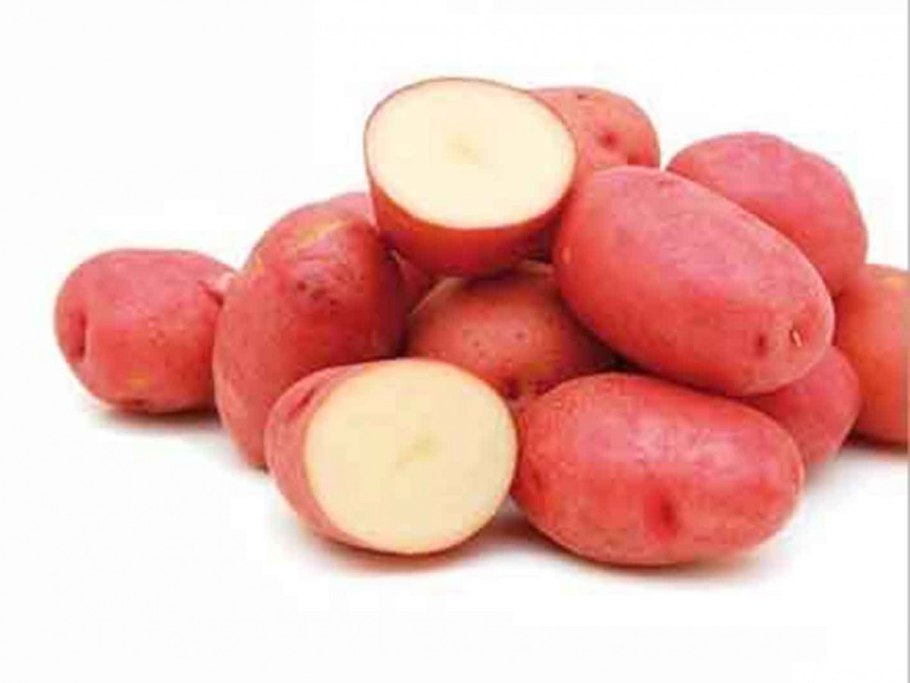 Картофель сорт огонек