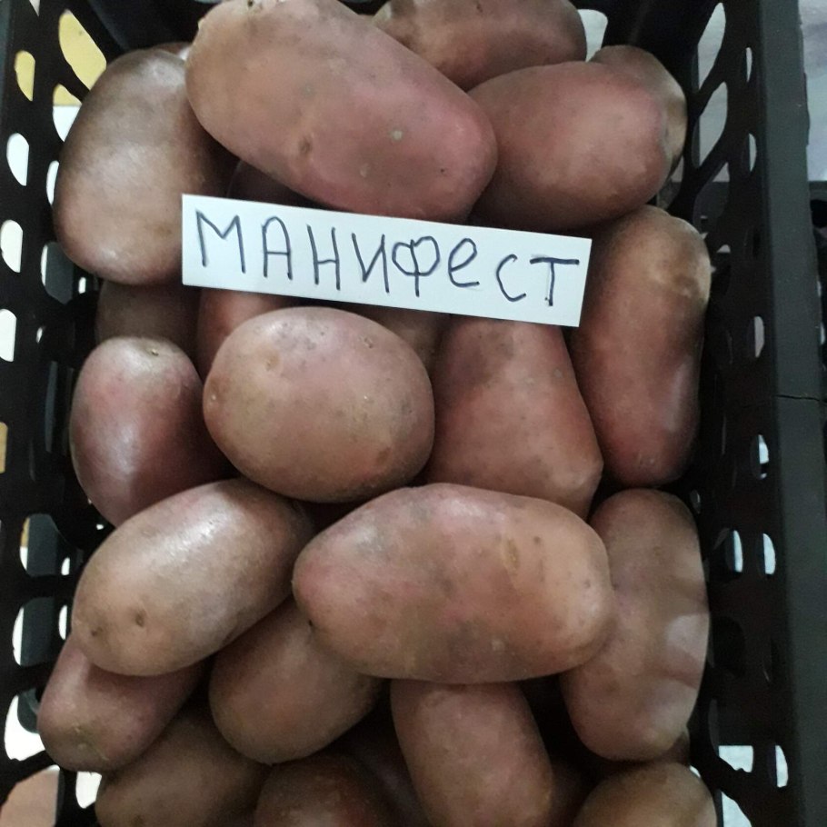 Сорт картофеля Манифест