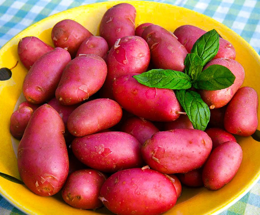 Сорт картофеля Фелокс