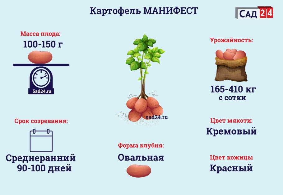 Картофель красный вес 1кг