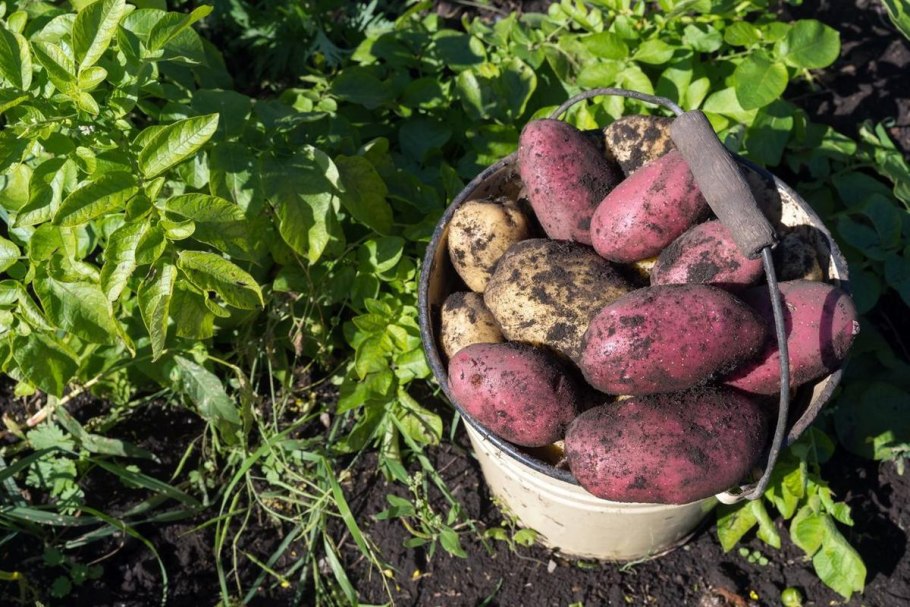 Семенной картофель Манифест