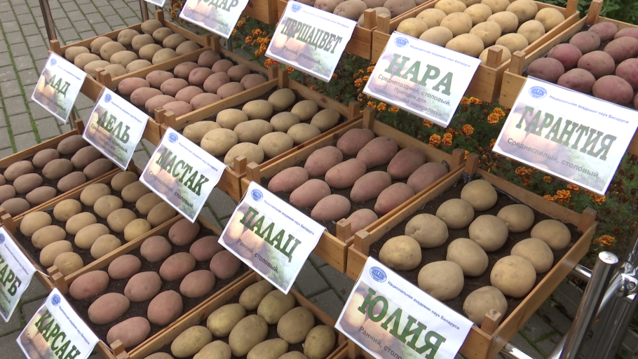 Скарб элита картофель