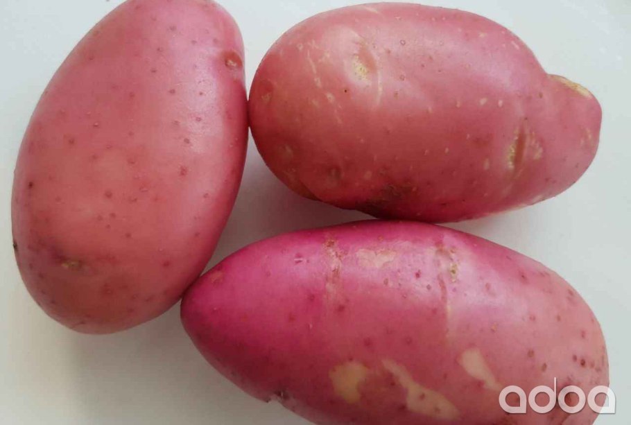 Картофель ред скарлет