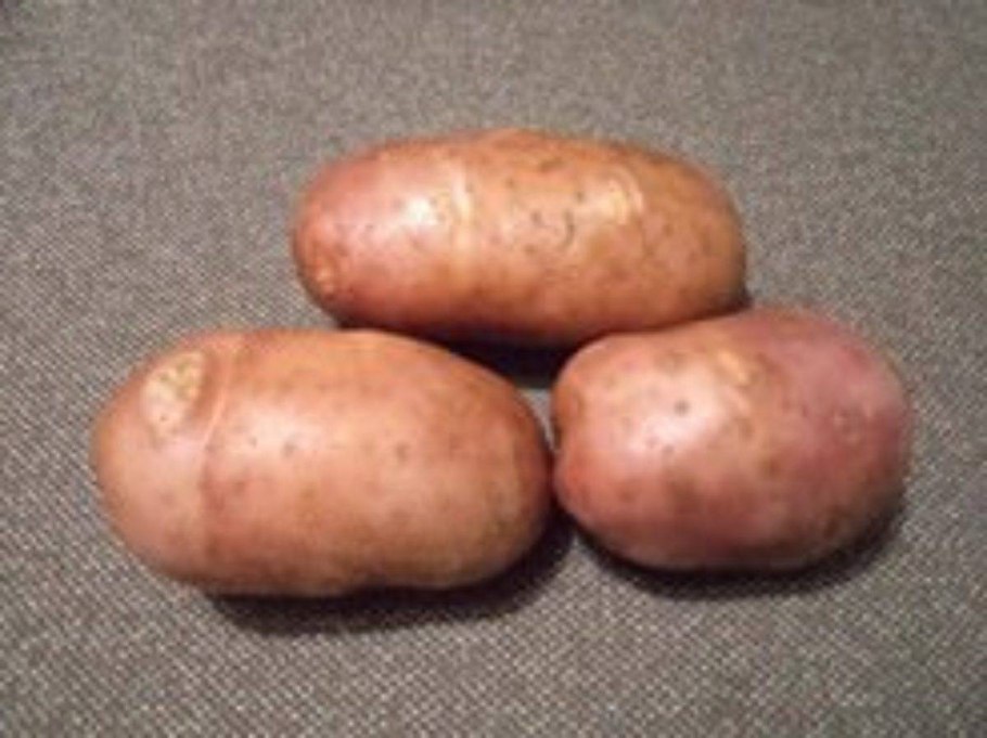 Сорт картофеля Земфира