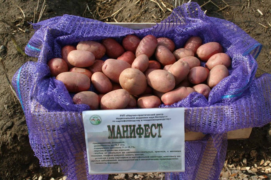 Сорт Бафана Бафана картофеля