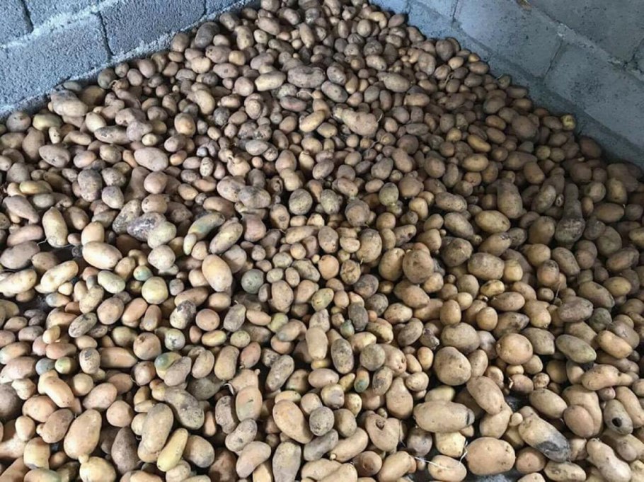 Сорт картофеля Мерлот