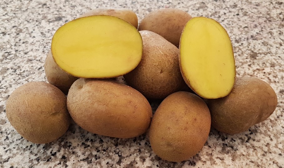 Сорт картофеля сарпо мира