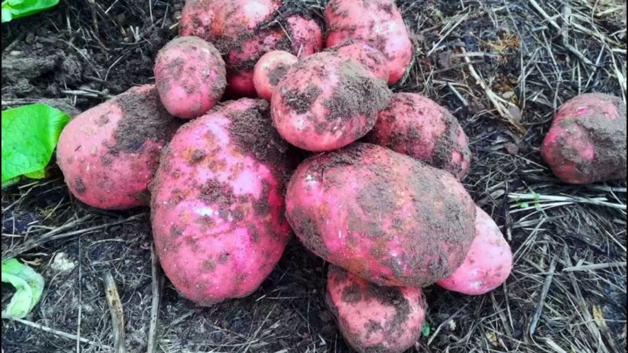 Картофель сорт Уладар