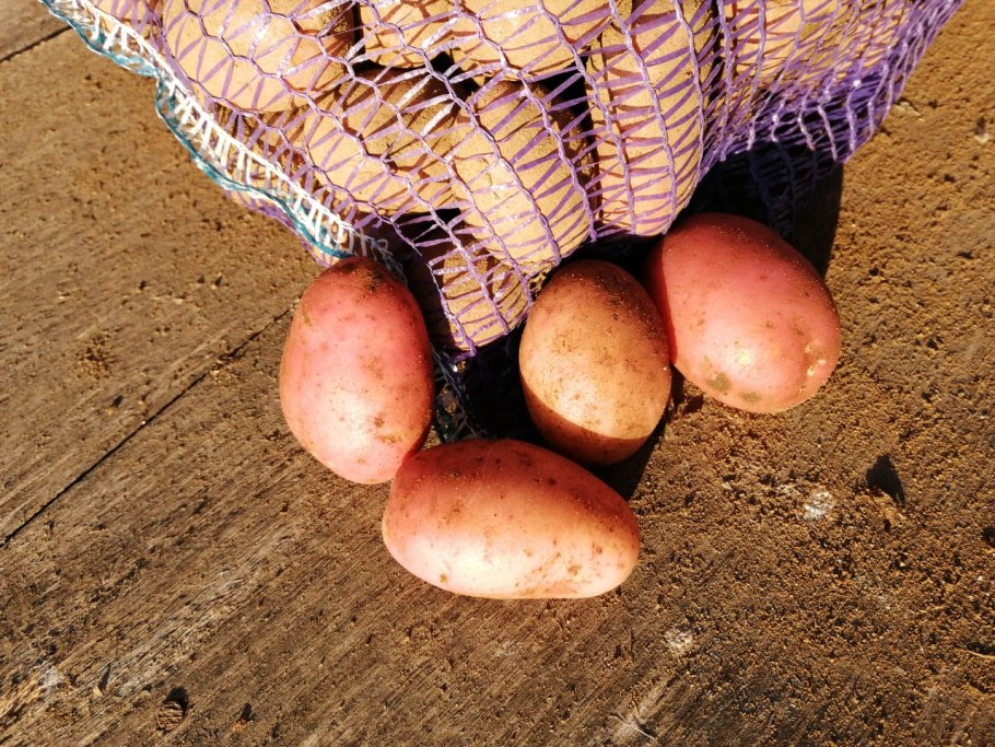 Картофель сорта сроки созревания