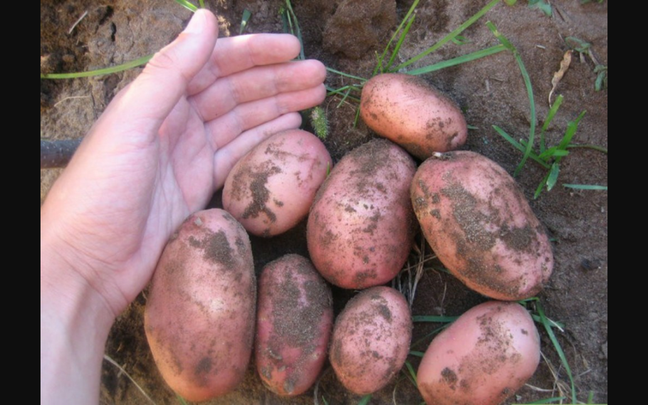 Картофель красный в ведре