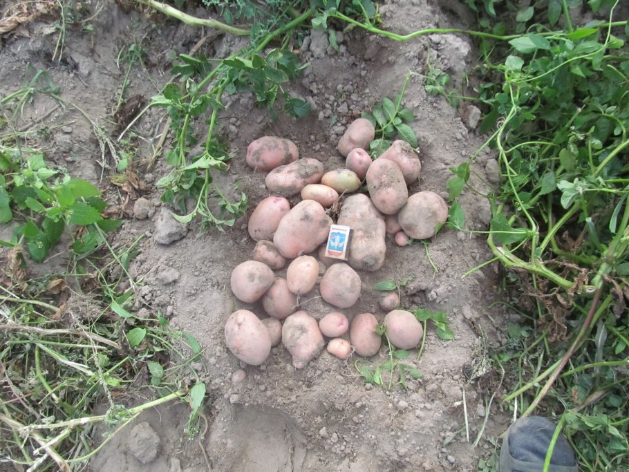 Картофель Императрица СЕДЕК