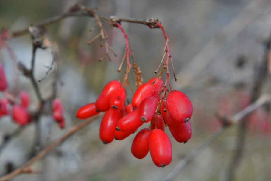 Барбарис Тунберга обыкновенный