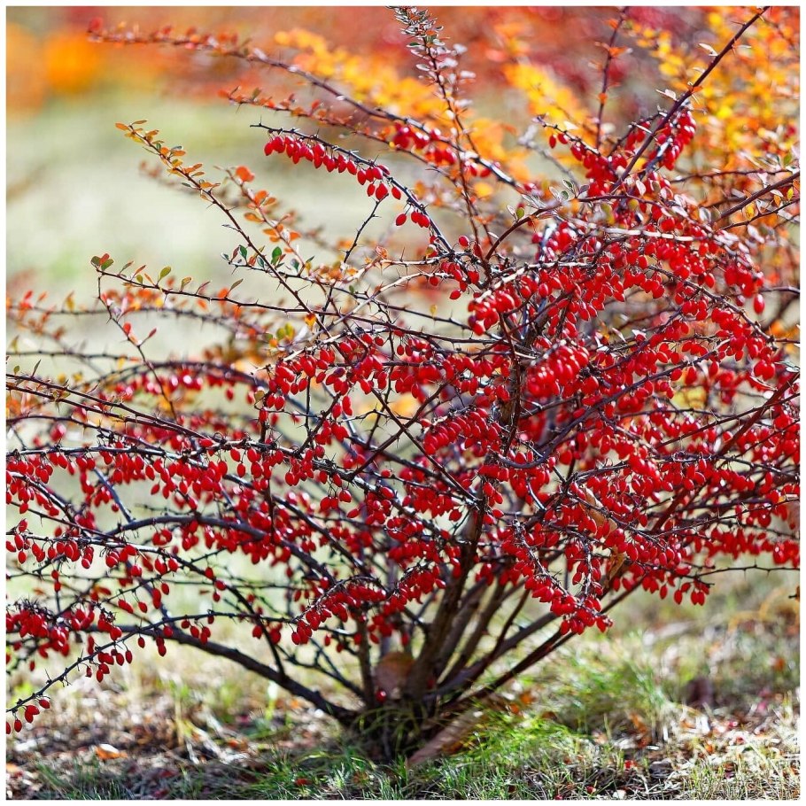 Обрезают Барбарис Тунберга