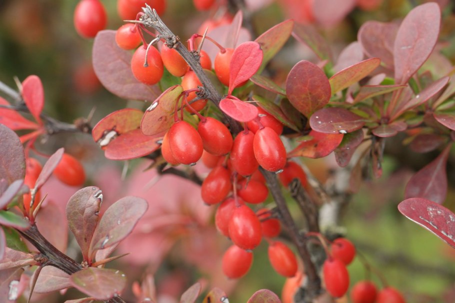 Листья барбариса обыкновенного препарат