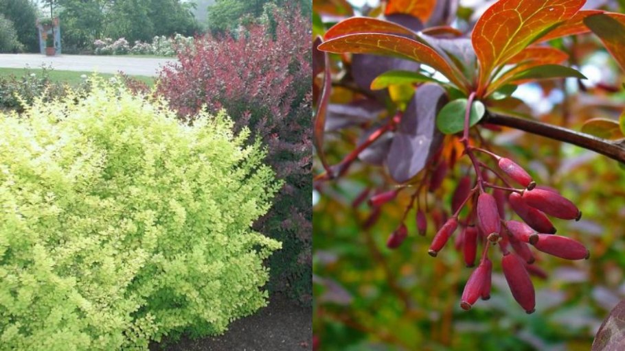 Барбарис обыкновенный темнолистный