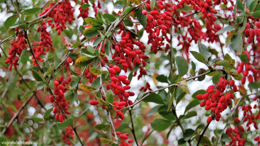 Барбарис продолговатый Berberis oblonga
