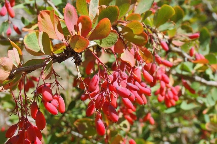 Барбарис непальский