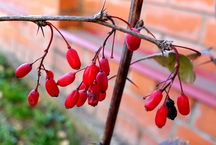 Конфетное дерево Барбарис