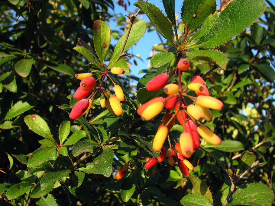 Барбарис обыкновенный плоды