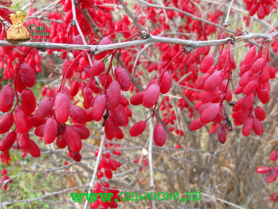 Барбарис обыкновенный куст