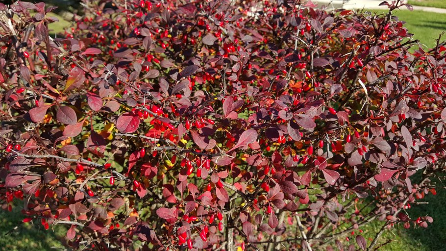 Барбарис обыкновенный (Berberis)
