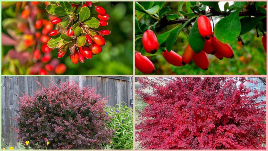 Барбарис обыкновенный Berberis vulgaris