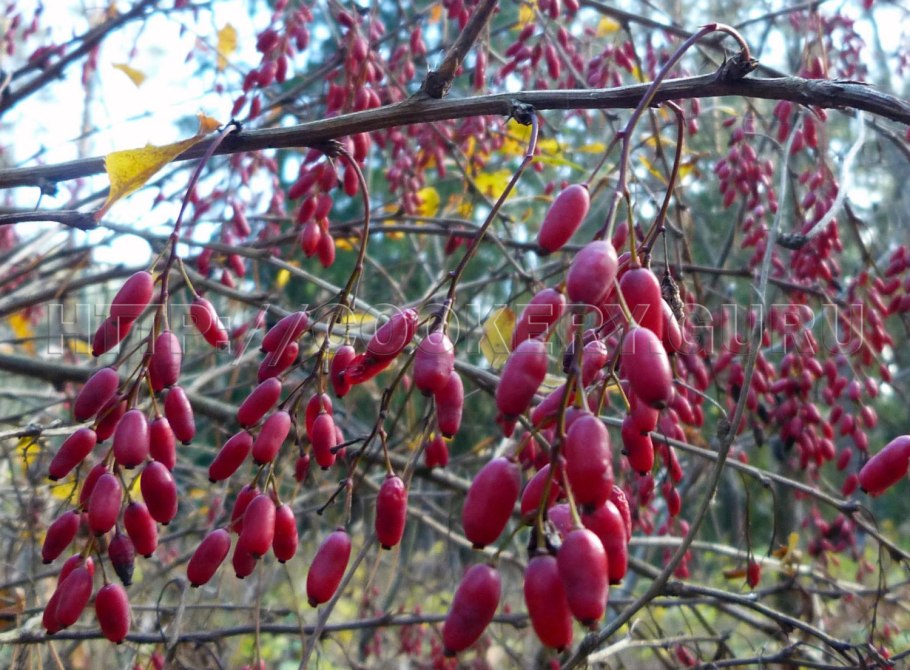 Барбарис Тунберга зеленый низкий