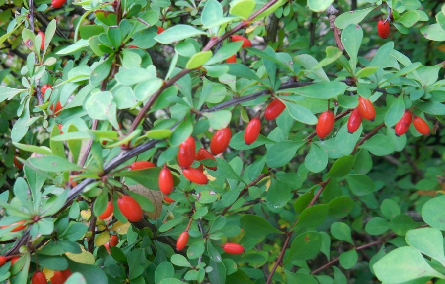 У барбариса есть шипы