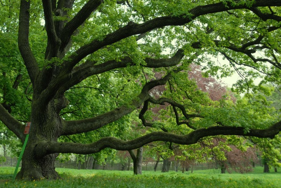 Кавказский скальный дуб