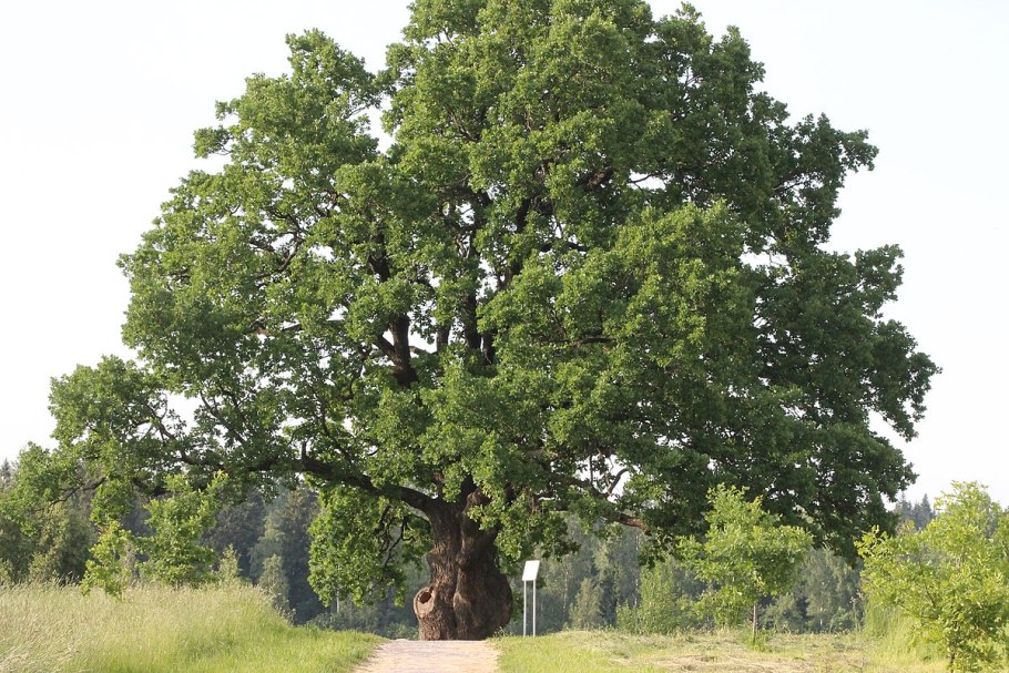 Quercus petraea ареал