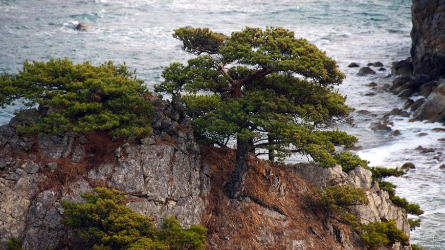 Дубовое бревно