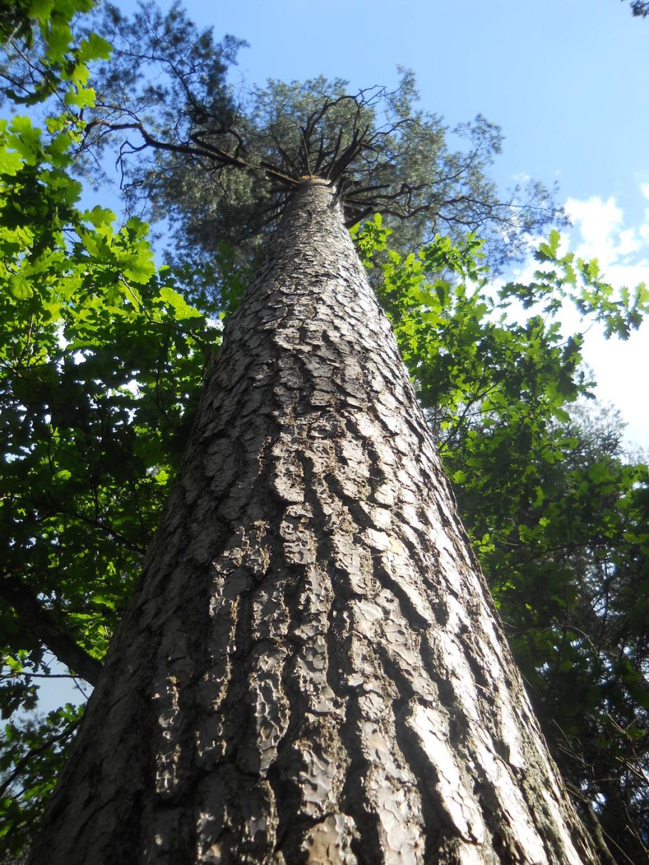 Дуб пушистый  (Quercus pubescens Willd