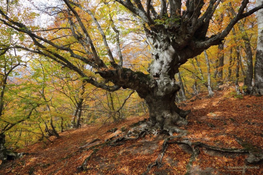 Дуб пушистый  (Quercus pubescens Willd