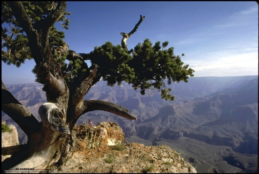 Дуб черешчатый (Quercus Robur)