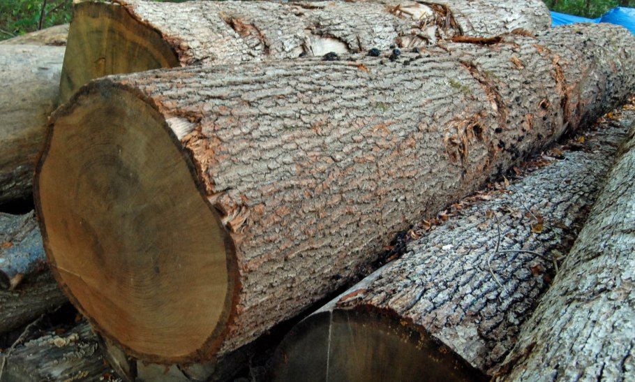 Дуб скальный в Беловежской пуще