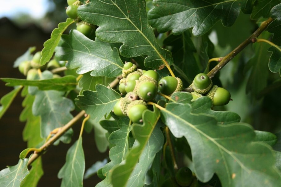 Дуб скальный (Quercus petraea)