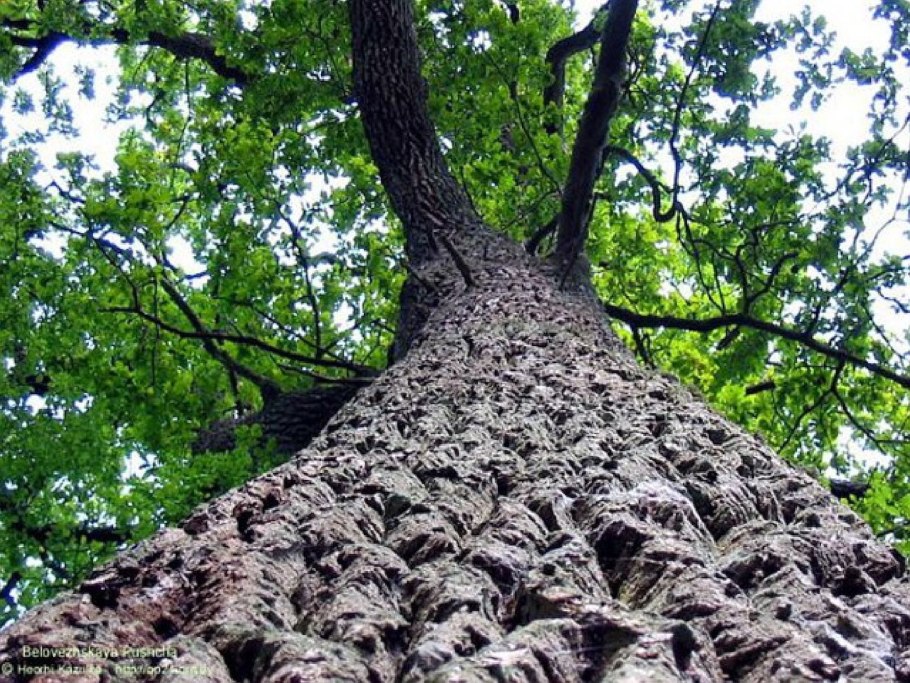 Дуб пушистый Quercus pubescens