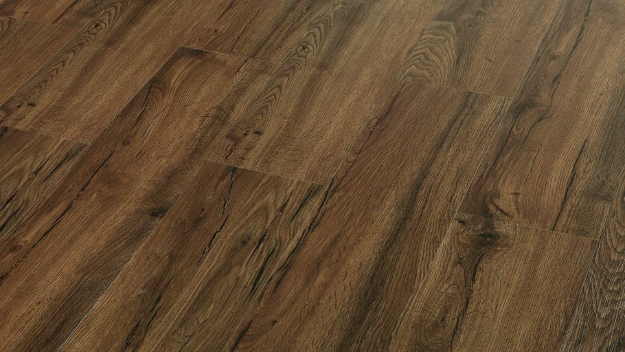 Дуб Чарльстонский дерево