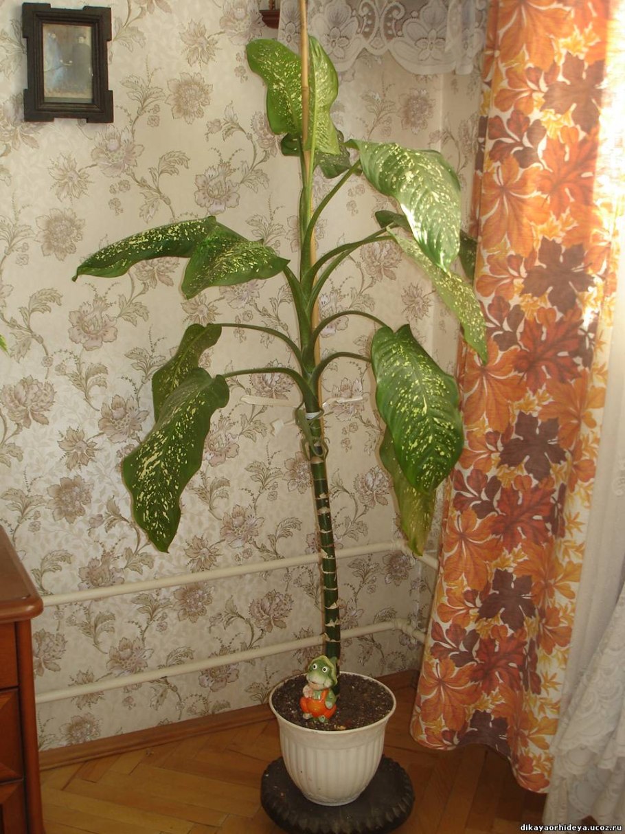 Рудольы Ройс дифенбахия