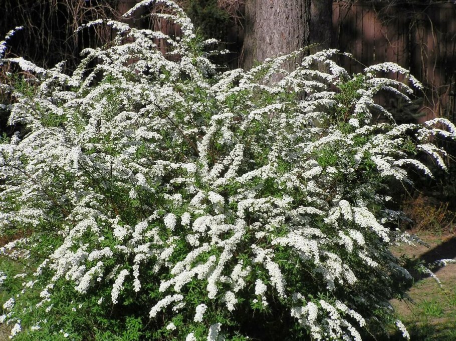 Спирея Грейф Шайн