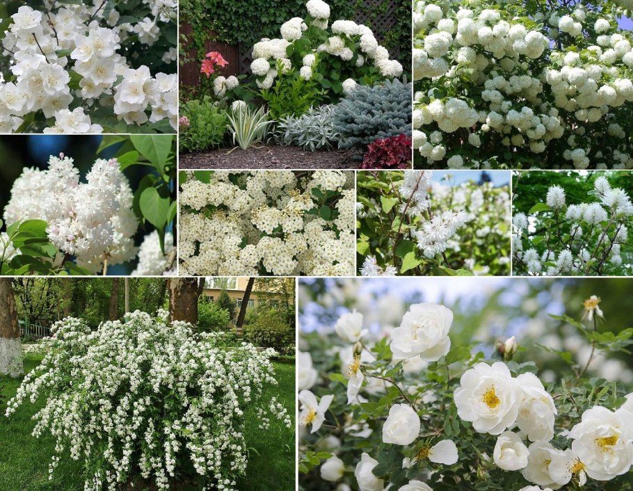 Весенний кустарник с белыми цветами