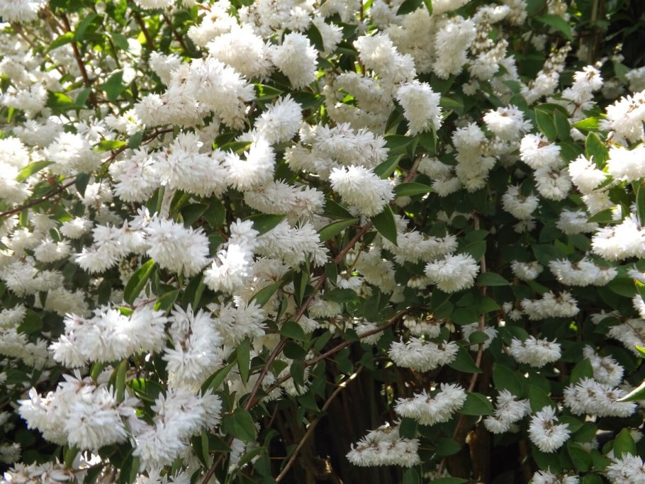 Рододендрон куст